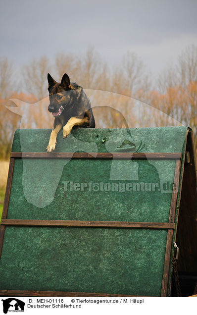 Deutscher Schferhund / German Shepherd / MEH-01116