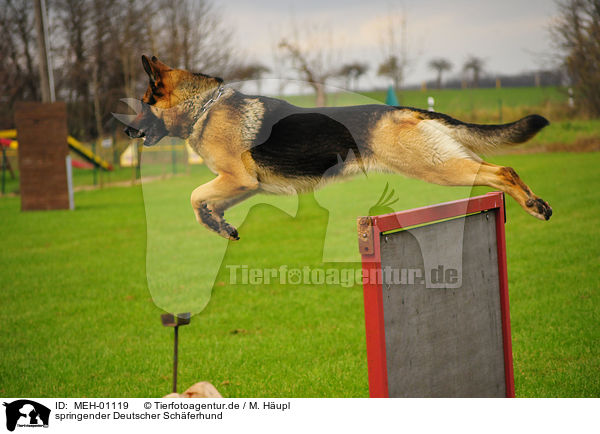 springender Deutscher Schferhund / jumping German Shepherd / MEH-01119
