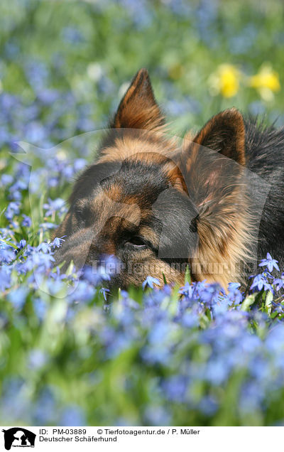 Deutscher Schferhund / PM-03889