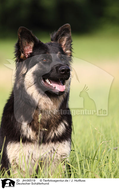 Deutscher Schferhund / German Shepherd / JH-06519
