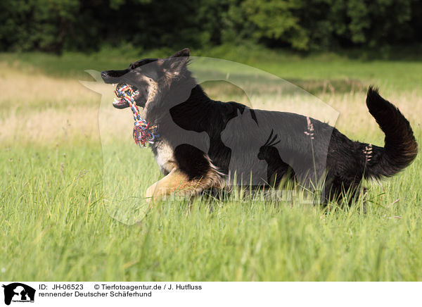 rennender Deutscher Schferhund / running German Shepherd / JH-06523
