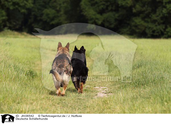 Deutsche Schferhunde / German Shepherds / JH-06542
