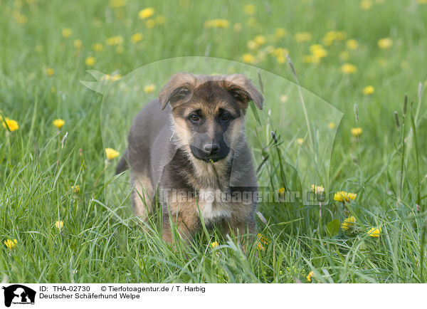 Deutscher Schferhund Welpe / german shepherd puppy / THA-02730