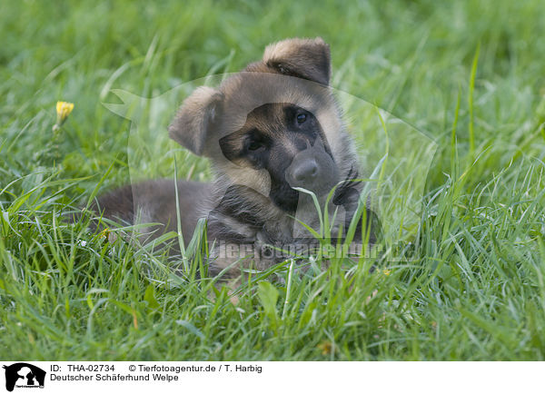 Deutscher Schferhund Welpe / german shepherd puppy / THA-02734