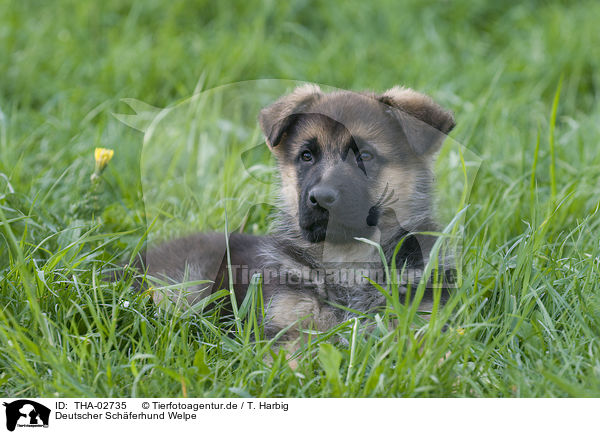 Deutscher Schferhund Welpe / german shepherd puppy / THA-02735