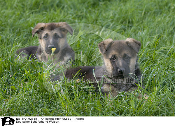 Deutscher Schferhund Welpen / german shepherd puppies / THA-02738