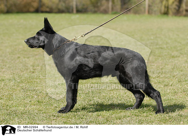 Deutscher Sch�ferhund / German Shepherd / MR-02994