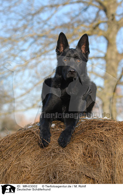 Deutscher Schferhund / German Shepherd / MR-03002