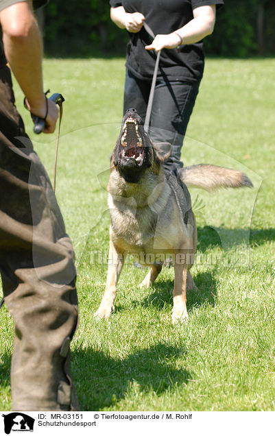 Schutzhundesport / dog training / MR-03151