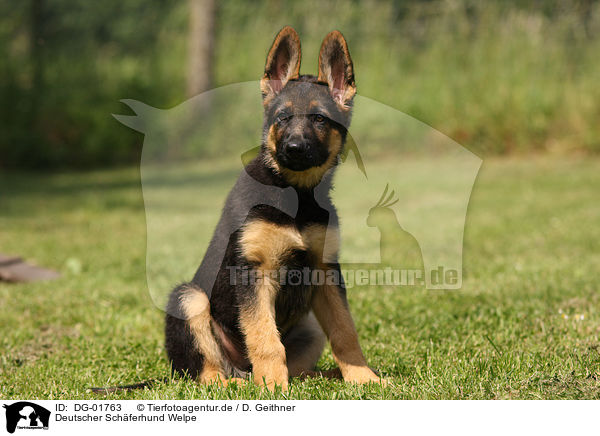 Deutscher Schferhund Welpe / german shepherd puppy / DG-01763