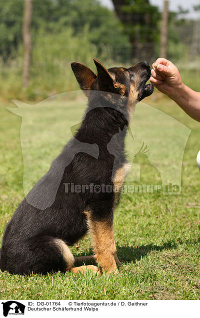 Deutscher Schferhund Welpe / german shepherd puppy / DG-01764