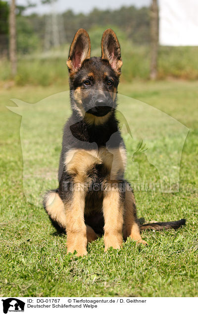 Deutscher Schferhund Welpe / german shepherd puppy / DG-01767