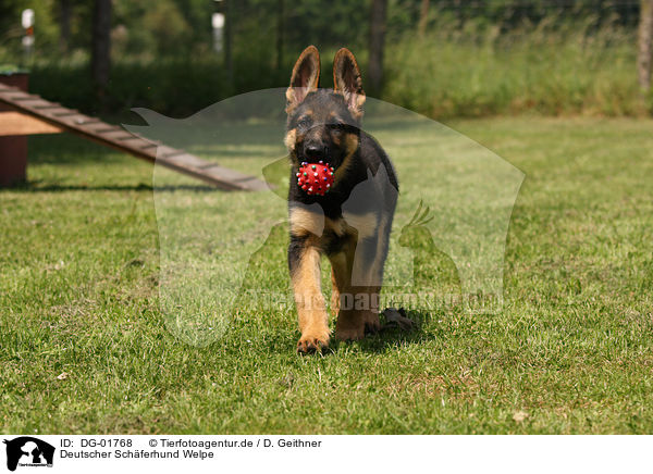Deutscher Schferhund Welpe / german shepherd puppy / DG-01768