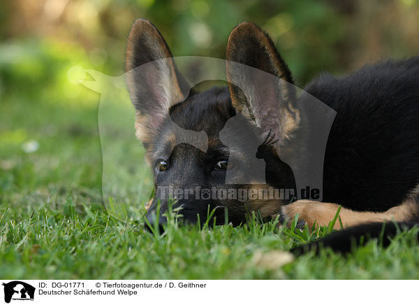 Deutscher Schferhund Welpe / german shepherd puppy / DG-01771