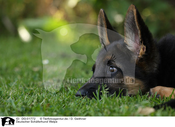 Deutscher Schferhund Welpe / german shepherd puppy / DG-01772