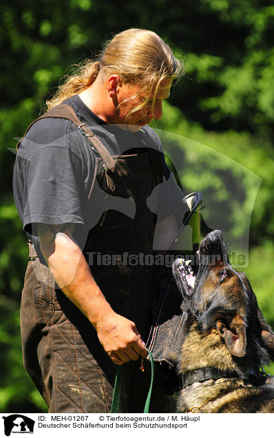 Deutscher Schferhund beim Schutzhundsport / German Shepherd / MEH-01267