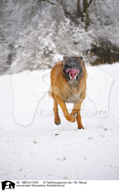 rennender Deutscher Schferhund / running German Shepherd / MEH-01304