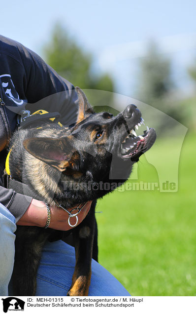 Deutscher Schferhund beim Schutzhundsport / German Shepherd / MEH-01315