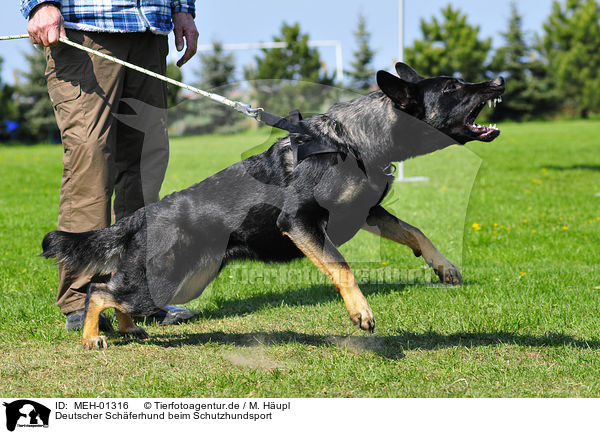 Deutscher Schferhund beim Schutzhundsport / German Shepherd / MEH-01316