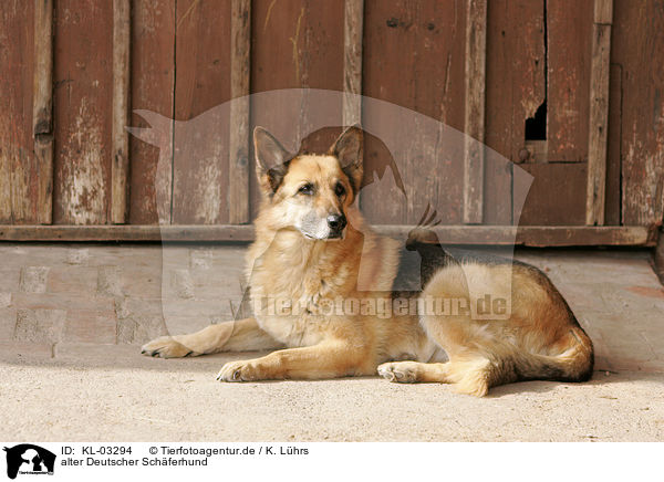 alter Deutscher Schferhund / old German Shepherd / KL-03294
