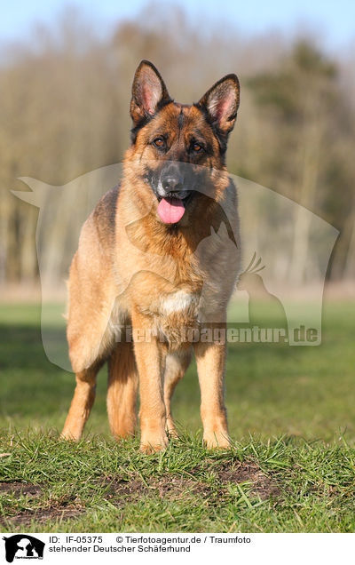 stehender Deutscher Schferhund / standing German Shepherd / IF-05375