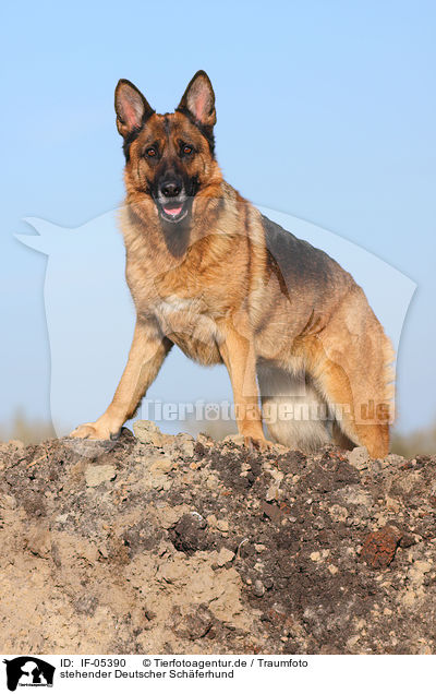 stehender Deutscher Schferhund / standing German Shepherd / IF-05390