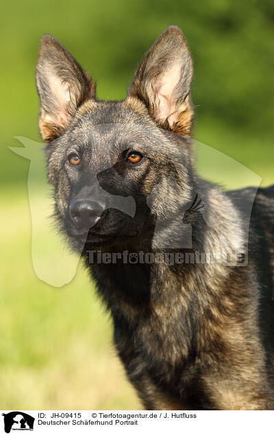 Deutscher Schferhund Portrait / German Shepherd Portrait / JH-09415