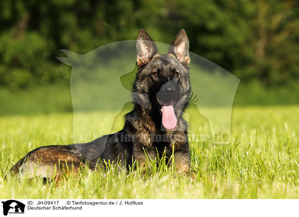 Deutscher Schferhund / German Shepherd / JH-09417