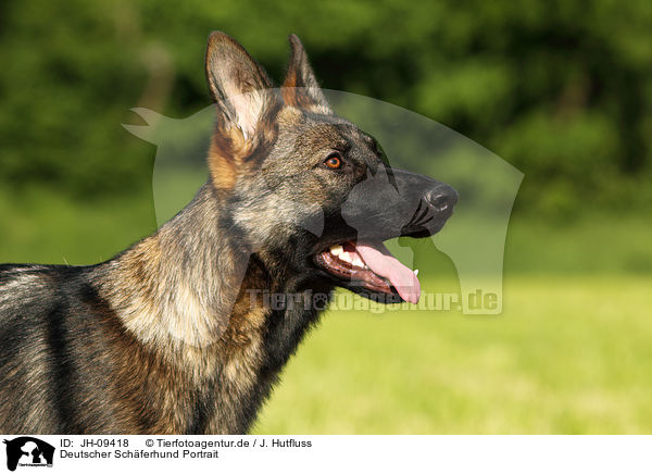 Deutscher Schferhund Portrait / German Shepherd Portrait / JH-09418