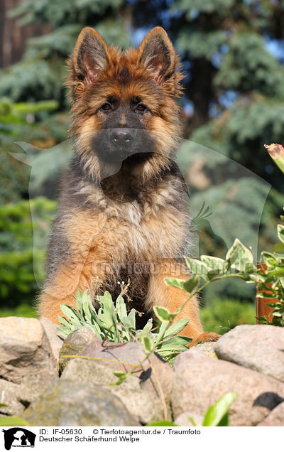 Deutscher Schferhund Welpe / German Shepherd Puppy / IF-05630