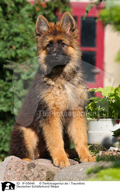 Deutscher Schferhund Welpe / German Shepherd Puppy / IF-05646