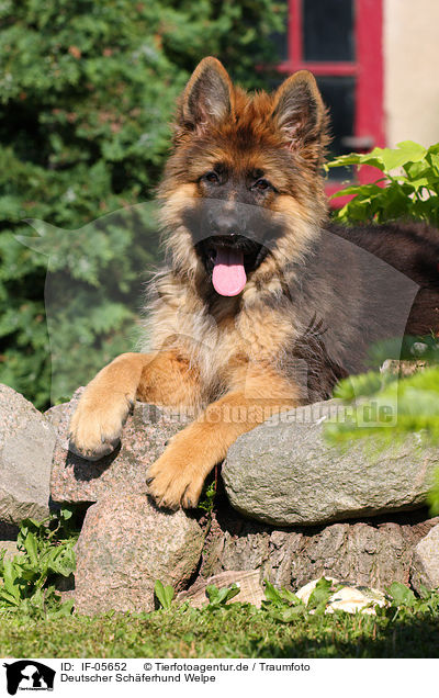 Deutscher Schferhund Welpe / German Shepherd Puppy / IF-05652