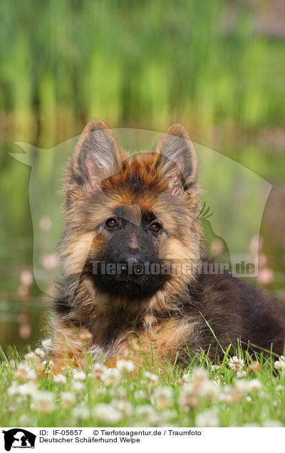 Deutscher Schferhund Welpe / German Shepherd Puppy / IF-05657