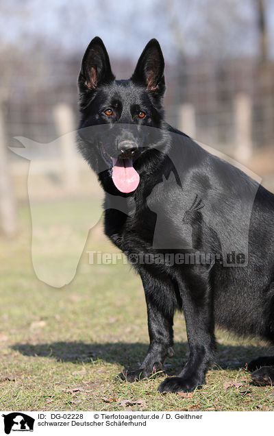 schwarzer Deutscher Sch�ferhund / black German Shepherd / DG-02228