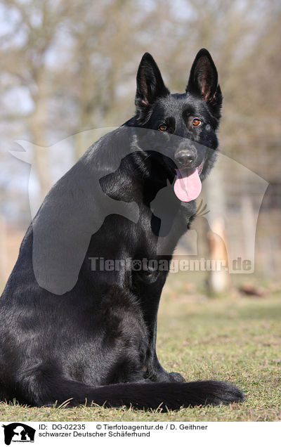 schwarzer Deutscher Sch�ferhund / black German Shepherd / DG-02235