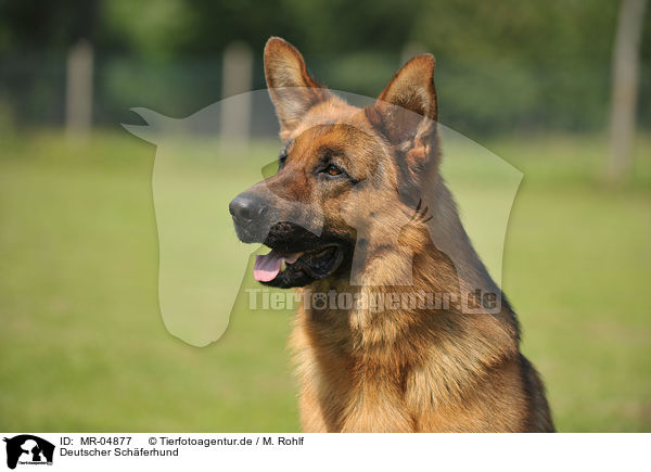 Deutscher Schferhund / German Shepherd / MR-04877
