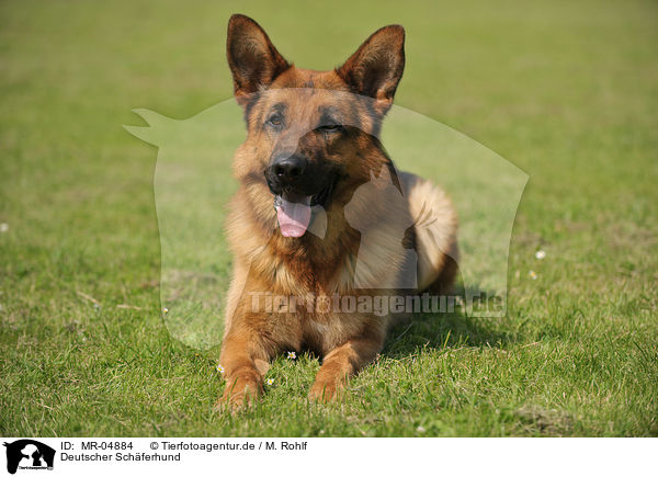 Deutscher Schferhund / German Shepherd / MR-04884