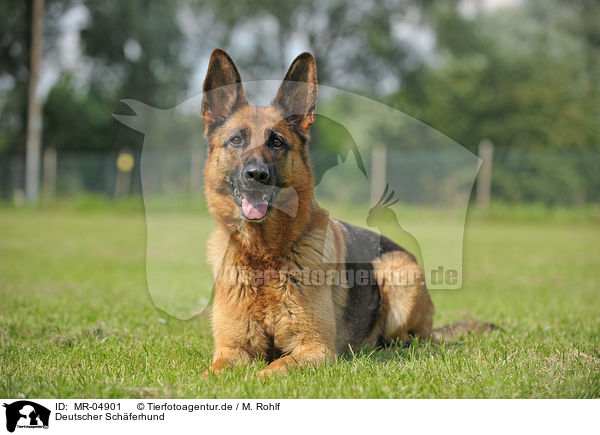 Deutscher Schferhund / German Shepherd / MR-04901
