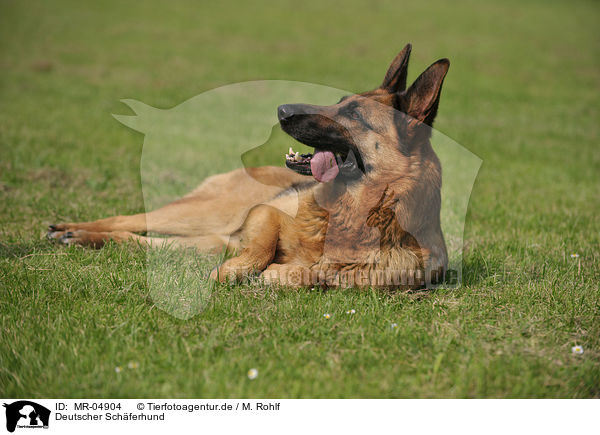 Deutscher Sch�ferhund / German Shepherd / MR-04904