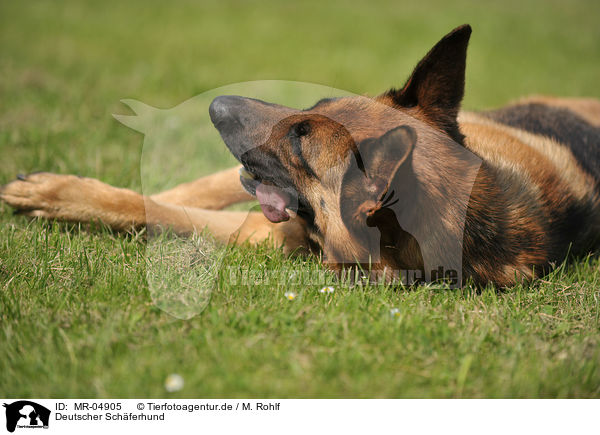 Deutscher Schferhund / German Shepherd / MR-04905
