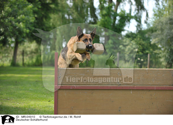 Deutscher Schferhund / MR-04910