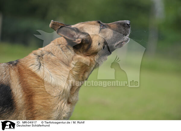 Deutscher Sch�ferhund / German Shepherd / MR-04917