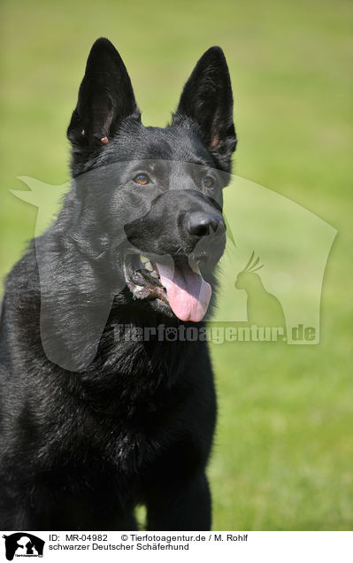 schwarzer Deutscher Schferhund / black German Shepherd / MR-04982
