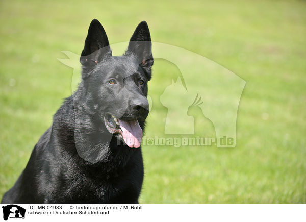 schwarzer Deutscher Sch�ferhund / black German Shepherd / MR-04983