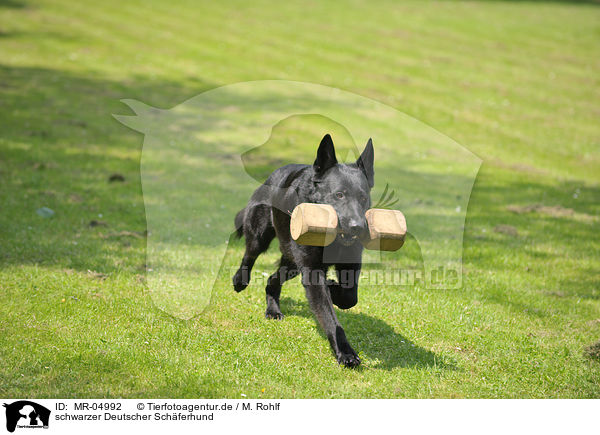 schwarzer Deutscher Schferhund / black German Shepherd / MR-04992