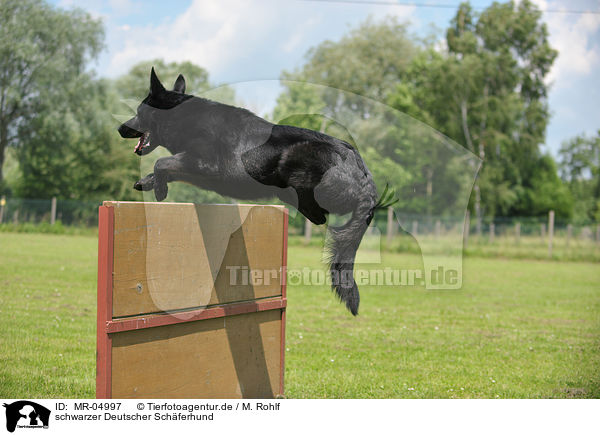 schwarzer Deutscher Schferhund / black German Shepherd / MR-04997