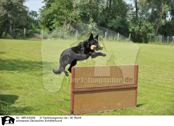 schwarzer Deutscher Schferhund / black German Shepherd / MR-04998