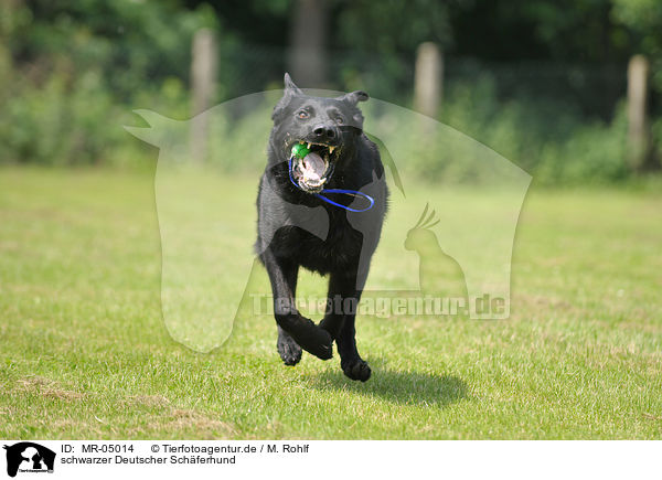 schwarzer Deutscher Schferhund / black German Shepherd / MR-05014