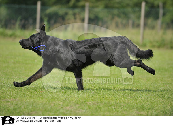 schwarzer Deutscher Schferhund / black German Shepherd / MR-05016