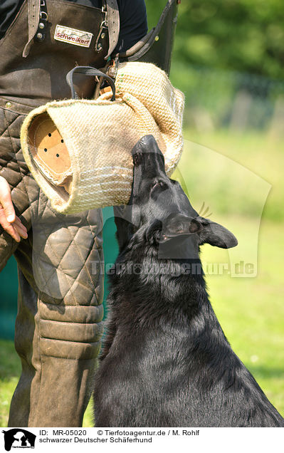 schwarzer Deutscher Schferhund / black German Shepherd / MR-05020